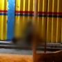 Penyebar Video Asusila Gisel di Emperan Ruko Puger Jember Dicokok Polisi