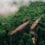 Viral Pemandangan Unik Mirip Tiga Paus Berenang di Tengah Hutan, di Mana?