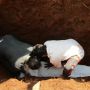 Hasil PCR Negatif, Keluarga Bongkar Makam Jenazah Pasien Covid-19