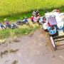 Panen Raya Lebak Melimpah, Petani : Kami Harap Diserap Bulog Setempat
