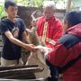 Monyet Resahkan Warga Ditangkap, Begini Caranya