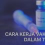 Begini Cara Kerja Vaksin Sinovac dalam Membentuk Kekebalan Tubuh