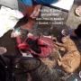 Kejam! Geger Kucing Terkapar Lemas, Diduga Dipukuli dan Akan Dimasak