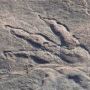 Jejak Raksasa Misterius Ditemukan di Bibir Pantai, Dinosaurus?