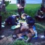 BKSDA Selamatkan Orang Utan Masuk Kampung, Ada Luka Bacok di Kepala