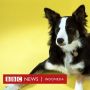Anjing Jenius: Bisa Belajar Mengenal Nama-nama Objek seperti Anak
