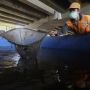 Memanfaatkan Kolong Tol Becakayu untuk Budidaya Ikan Lele