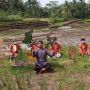 Bawa Pesan Lingkungan, Wayang Serangga Pentas di Tengah Sawah