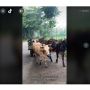 Momen Romantis Kakek Nenek Naik Gerobak Sapi, Warganet: Salfok Sama Sapinya