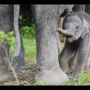 Gemas! Seekor Gajah Terobos Dapur, Mencuri Beras