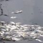Pembudidaya Ikan Kolam, Ini Solusi Agar Ikan Tidak Mati Mendadak