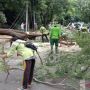 Pohon Tumbang Timpa Mobil di Menteng, Korban Bisa Dapat Kompensasi