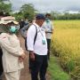 Dampak Food Estate di Kalteng, Sejumlah Infrastruktur Desa Dibangun