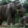Karhutla di Perbatasan Kawasan Lindung, Puluhan Gajah Sumatera Dievakuasi