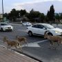 Jalanan di Israel Dikuasai Kawanan Kambing Gurun saat Lockdown