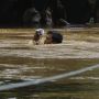 Warga Pejaten Timur Kebanjran Gara-gara Sungai Ciliwung Meluap