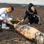 Dugong Mati Ditemukan di Pantai Dumai, Ada Dugaan Keracunan Air Laut