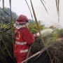 Dalam Sehari, Ada Tiga Titik Lokasi Kebakaran Lahan di Siak