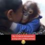 Haru! Rawat Orang Utan Seperti Anak, Ibu Ini Nangis Serahkan ke Penangkaran