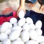 Viral Temuan Telur yang Gemparkan Lamongan, Ternyata Telur Biawak