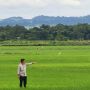 Petani NTT Senang, Food Estate di Sumba Tengah Berdampak pada Kesejahteraan