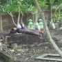Viral Ibu Tidur di Kuburan, Tak Ikhlas Anak Tewas Korban Tabrak Lari