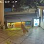 Seekor Singa Bertamu ke Sebuah Hotel Mewah, Penjaga Langsung Ngumpet