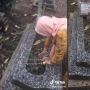Emak-emak Ambil Tanaman Hias di Kuburan, Nggak Sekalian Batu Nisan?