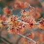 Ketahui Manfaat Witch Hazel, Bunga Ajaib Pembasmi Jerawat