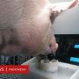 Babi Bisa Main Gim Video, Ilmuwan Sebut Ini Bukan Pencapaian Kecil