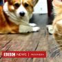 Korsel Beri Layanan Tes Virus Corona Buat Kucing dan Anjing Bergejala