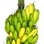 Mengenal Pisang Kepok dan Pisang INA 03, Hasil Pemuliaan Kementan