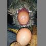 Dikira Ayam, "Makhluk" Ini Malah Bikin Warganet Ngakak!