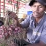 Mulai Panen, Petani Bawang Merah di Ria-Ria Apresiasi Program Food Estate