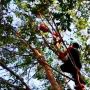 Orangutan Dievakuasi dari Kebun Karet Tepi Sungai Sapihan
