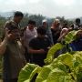 15 Hektare Lahan Tembakau Gagal Panen hingga Timbulkan Kerugian Rp 150 Juta, Petani Harapkan Bantuan Alat Pengering