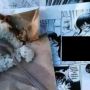 Bikin Syok, Ditemukan Nasi Kucing Dibungkus Komik Hentai