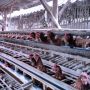 Puluhan Ternak Ayam Mati Mendadak, Peternak Diminta Waspada Musim Pancaroba