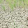Ratusan Hektar Sawah di Lebak Banten Kekeringan Karena Dampak El Nino