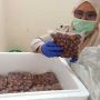 Orang Jepang Suka Jengkol, Ekspor Dari Sumatera Tembus 100 Kg Sebulan
