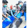 50 Ekor Paus Terdampar di Selat Madura, Warganet: Sirip Dipotong Warga..
