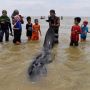 Lima Puluhan Paus Tewas di Pesisir Pantai Madura, Saksi: Dua Menggelepar