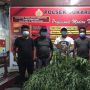 Belasan Jam Jalan Kaki, Polisi Temukan Ganja di Kebun Kopi Bengkulu