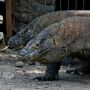 Lindungi Warga dari Serangan Komodo, KLHK Lakukan Pemagaran