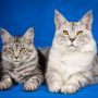 7 Fakta Kucing Maine Coon yang Unik, Sempat Muncul Ikut Akting di Film Harry Potter