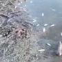 Ratusan Ikan Mati di Sungai Aceh Jaya, Diduga Ini Penyebabnya