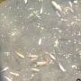 Viral Kolam Ikan di Stadion GBLA, Warganet: Gelora Bandung Laukna Ayaan