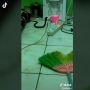 Bikin Merinding! Ular Kobra Masuk Kamar Kos saat Pemuda Ini Tidur Pulas