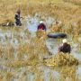 Sawah Menyusut, Harga Beras Mahal