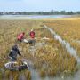 Ribuan Hektare Sawah di Kudus Gagal Panen Akibat Banjir